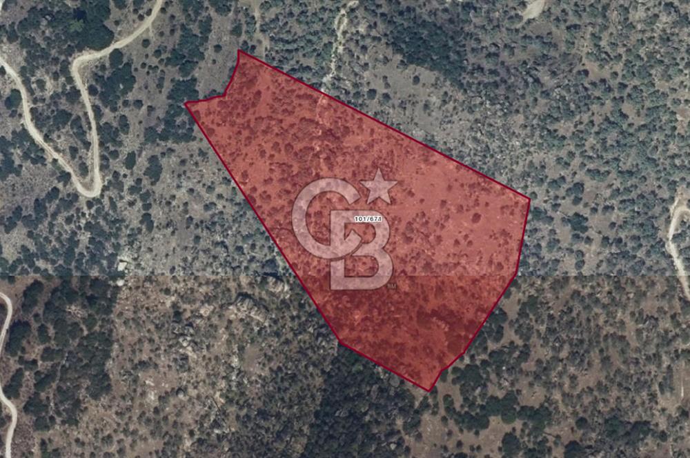 YATAĞAN YAVA KÖYÜNDE 27.578 M2 ZEYTİNLİK