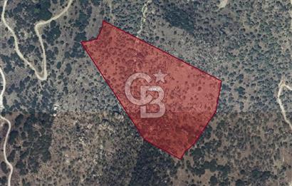 YATAĞAN YAVA KÖYÜNDE 27.578 M2 ZEYTİNLİK