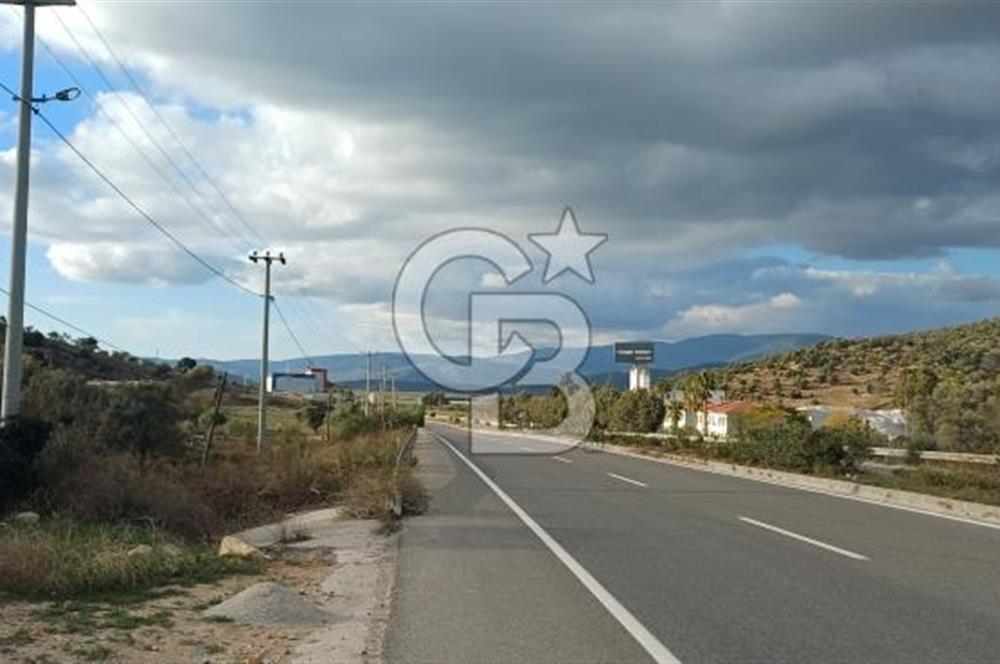 Milas Anayol Cepheli Satılık Zeytinlik