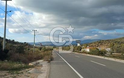 Milas Anayol Cepheli Satılık Zeytinlik