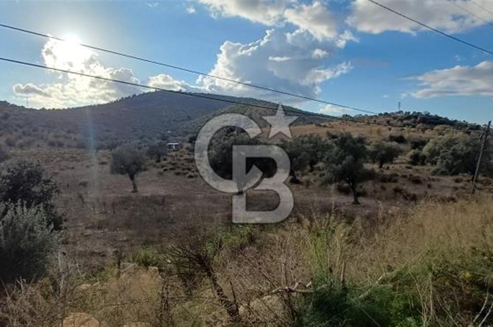 Milas Anayol Cepheli Satılık Zeytinlik