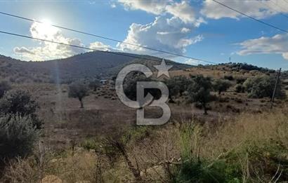 Milas Anayol Cepheli Satılık Zeytinlik