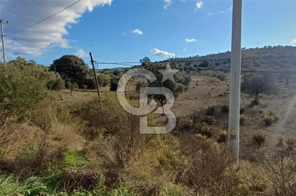 Milas Anayol Cepheli Satılık Zeytinlik