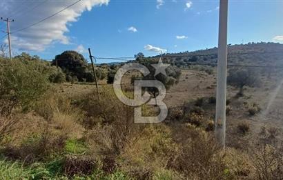 Milas Anayol Cepheli Satılık Zeytinlik