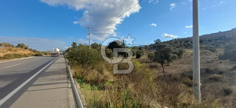 Milas Anayol Cepheli Satılık Zeytinlik