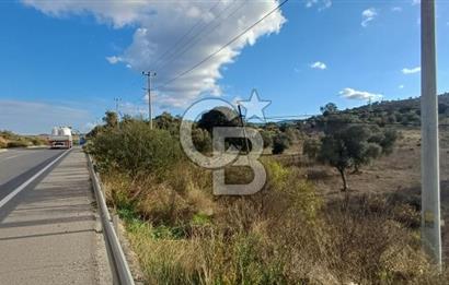 Milas Anayol Cepheli Satılık Zeytinlik