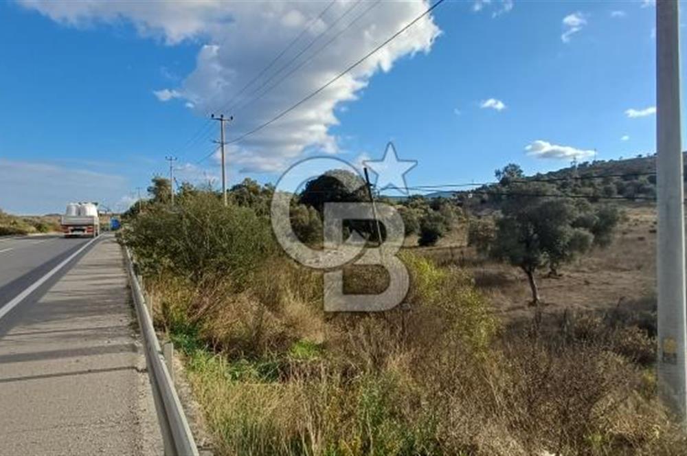 Milas Anayol Cepheli Satılık Zeytinlik