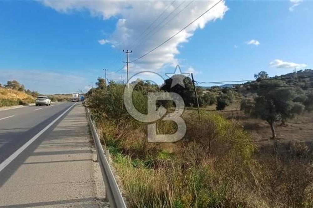 Milas Anayol Cepheli Satılık Zeytinlik