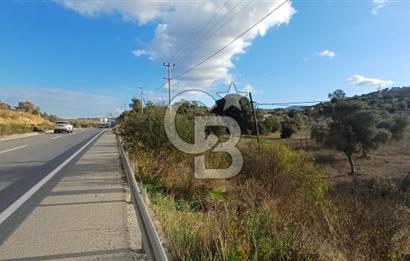 Milas Anayol Cepheli Satılık Zeytinlik