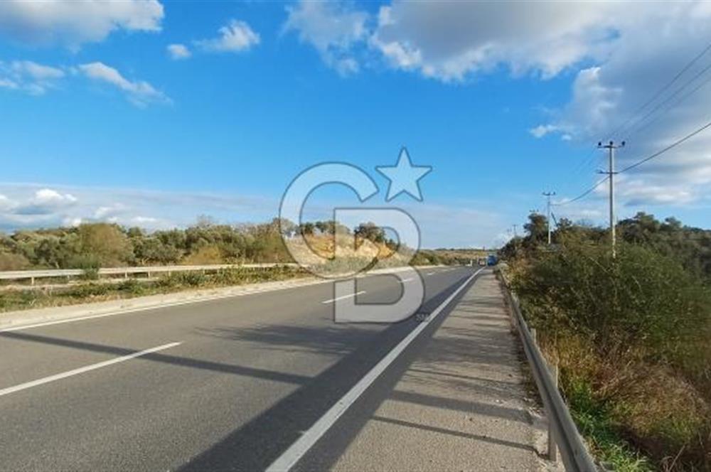 Milas Anayol Cepheli Satılık Zeytinlik