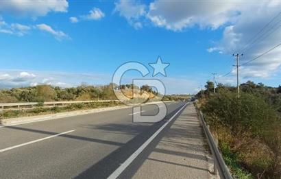 Milas Anayol Cepheli Satılık Zeytinlik