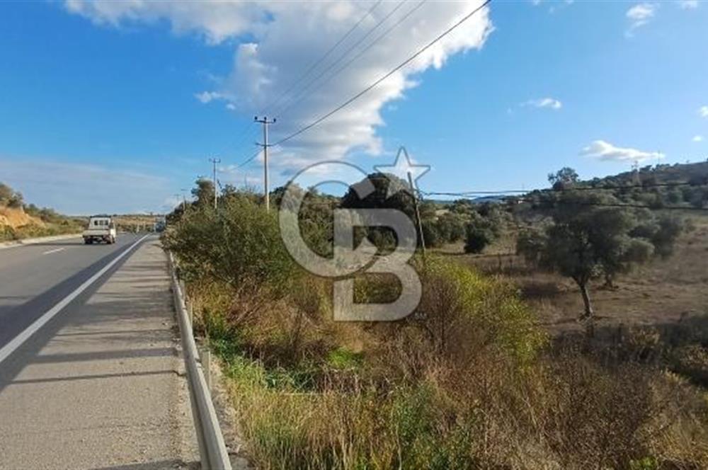 Milas Anayol Cepheli Satılık Zeytinlik