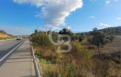 Milas Anayol Cepheli Satılık Zeytinlik