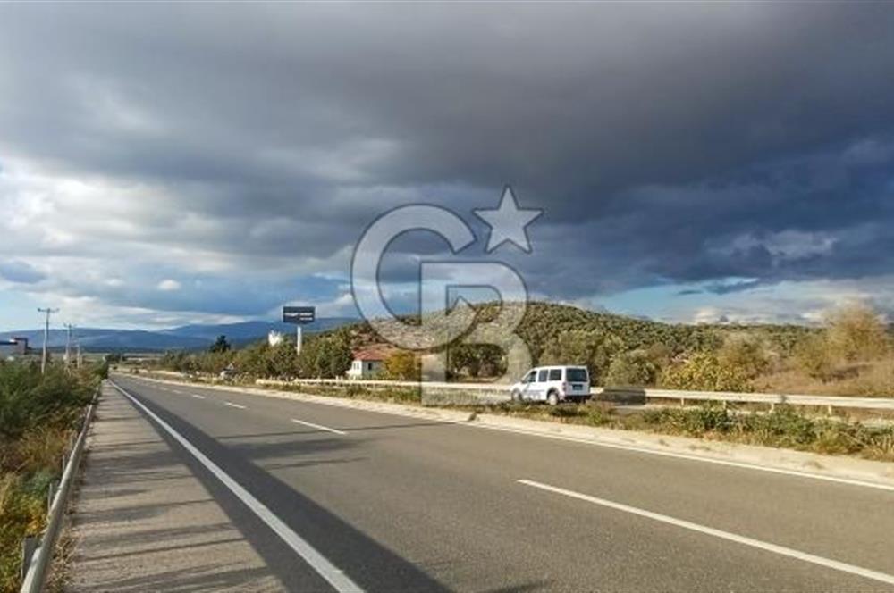 Milas Anayol Cepheli Satılık Zeytinlik