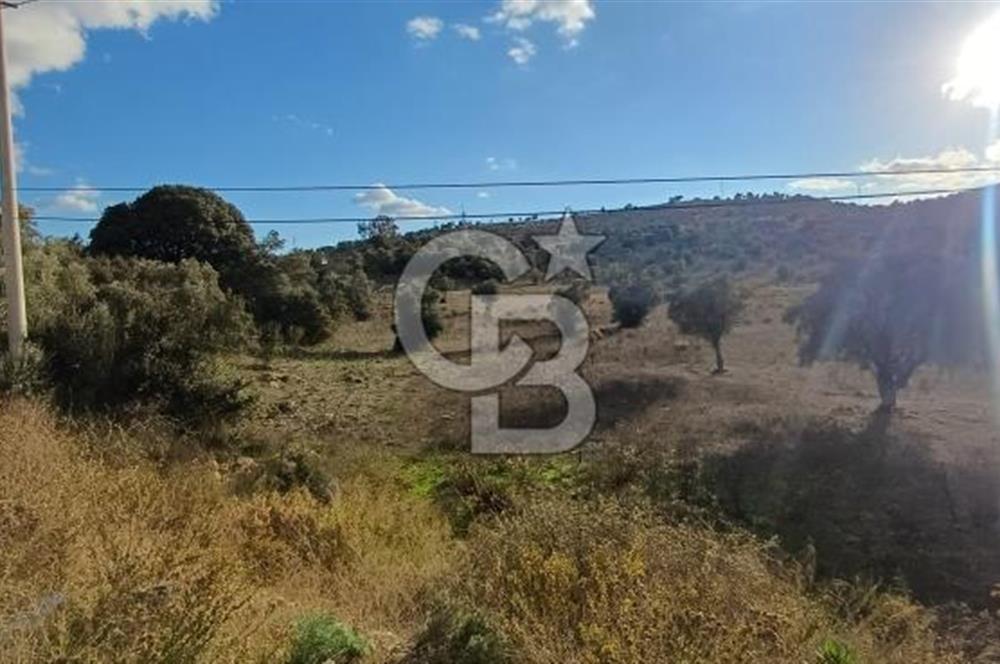 Milas Anayol Cepheli Satılık Zeytinlik