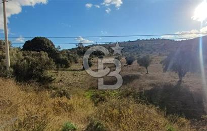 Milas Anayol Cepheli Satılık Zeytinlik