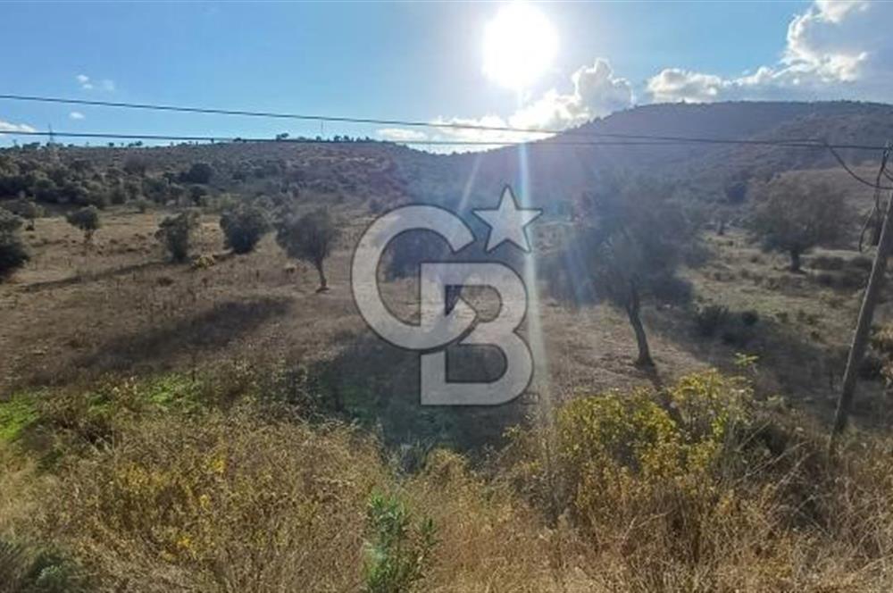 Milas Anayol Cepheli Satılık Zeytinlik