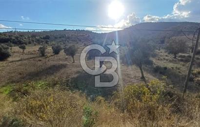 Milas Anayol Cepheli Satılık Zeytinlik