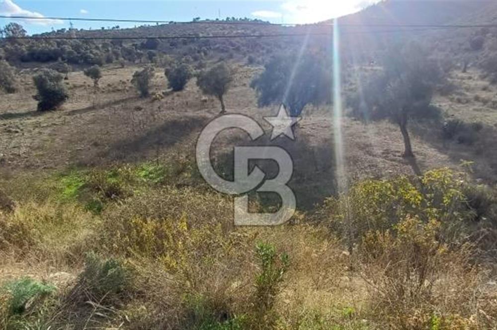 Milas Anayol Cepheli Satılık Zeytinlik