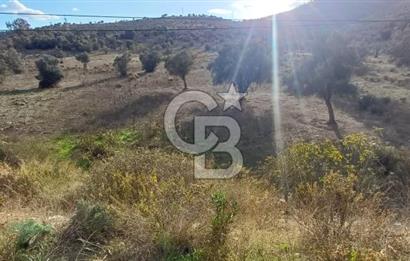 Milas Anayol Cepheli Satılık Zeytinlik