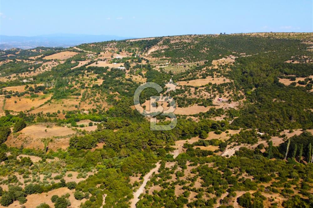 Çanakkale Ayvacık Pırnardere 9972m² Projelik Satılık İmarlı Arsa