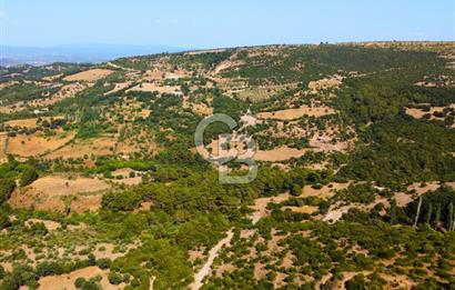 Çanakkale Ayvacık Pırnardere 9972m² Projelik Satılık İmarlı Arsa