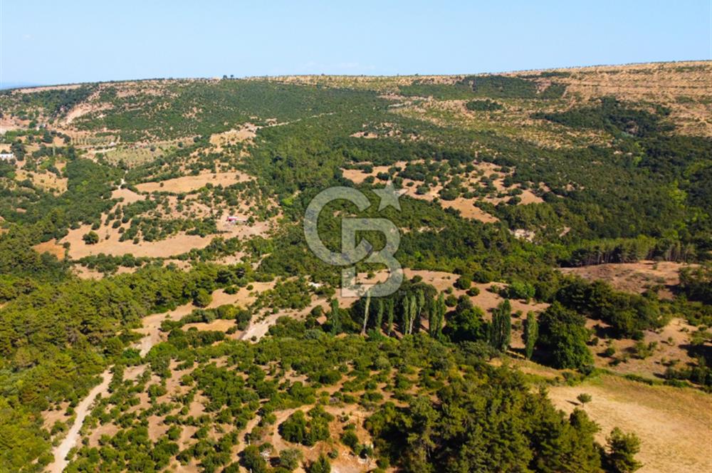 Çanakkale Ayvacık Pırnardere 9972m² Projelik Satılık İmarlı Arsa