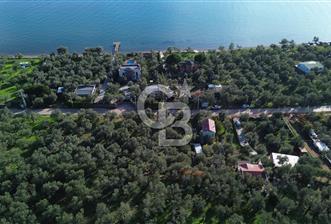 Çanakkale Ayvacık Ahmetçe Köyü 537 Metre Satılık Zeytinlik - 1 - 315111