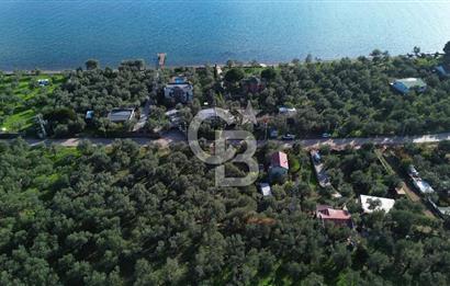 Çanakkale Ayvacık Ahmetçe Köyü 537 Metre Satılık Zeytinlik