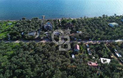 Çanakkale Ayvacık Ahmetçe Köyü 537 Metre Satılık Zeytinlik