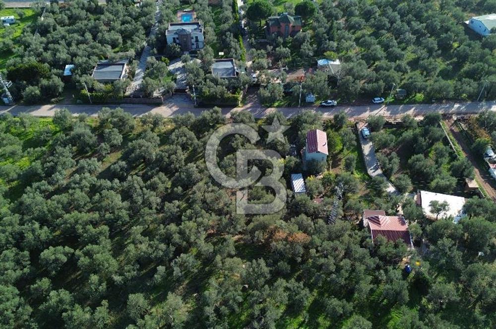 Çanakkale Ayvacık Ahmetçe Köyü 537 Metre Satılık Zeytinlik