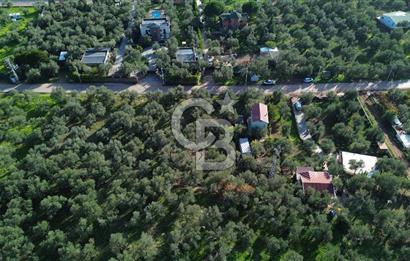 Çanakkale Ayvacık Ahmetçe Köyü 537 Metre Satılık Zeytinlik