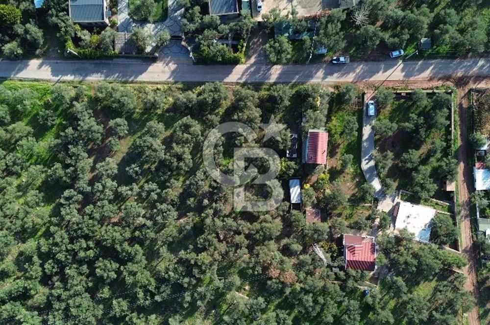 Çanakkale Ayvacık Ahmetçe Köyü 537 Metre Satılık Zeytinlik