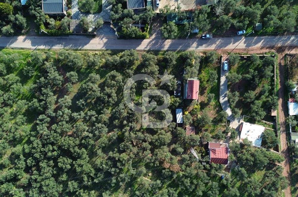 Çanakkale Ayvacık Ahmetçe Köyü 537 Metre Satılık Zeytinlik