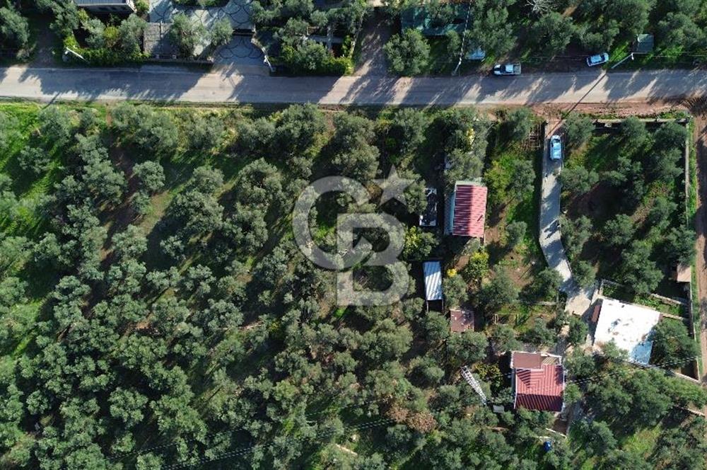 Çanakkale Ayvacık Ahmetçe Köyü 537 Metre Satılık Zeytinlik