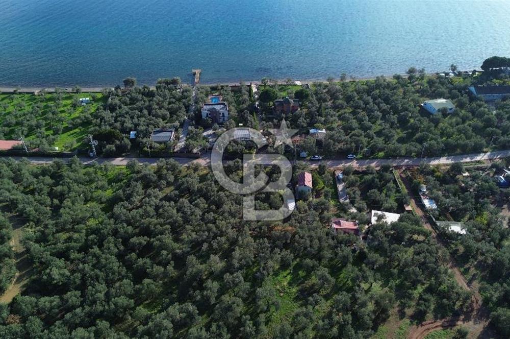 Çanakkale Ayvacık Ahmetçe Köyü 537 Metre Satılık Zeytinlik