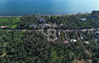 Çanakkale Ayvacık Ahmetçe Köyü 537 Metre Satılık Zeytinlik