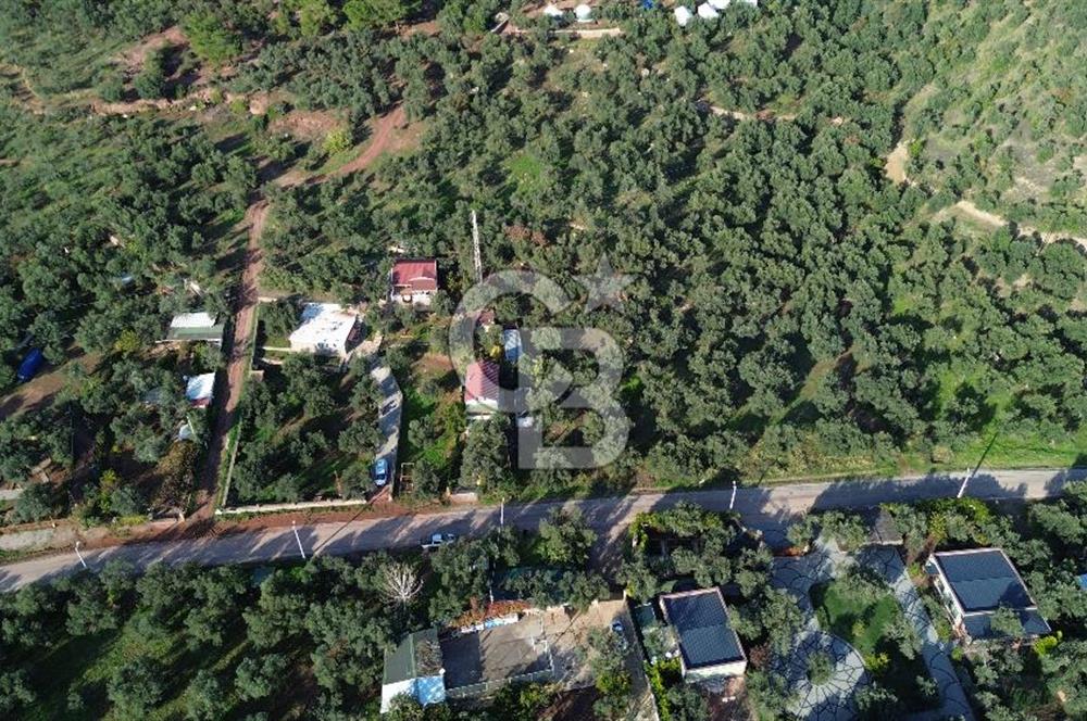 Çanakkale Ayvacık Ahmetçe Köyü 537 Metre Satılık Zeytinlik