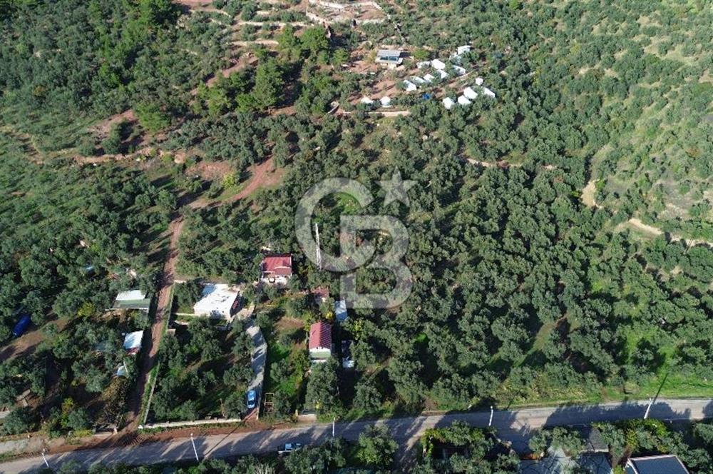 Çanakkale Ayvacık Ahmetçe Köyü 537 Metre Satılık Zeytinlik