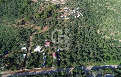 Çanakkale Ayvacık Ahmetçe Köyü 537 Metre Satılık Zeytinlik