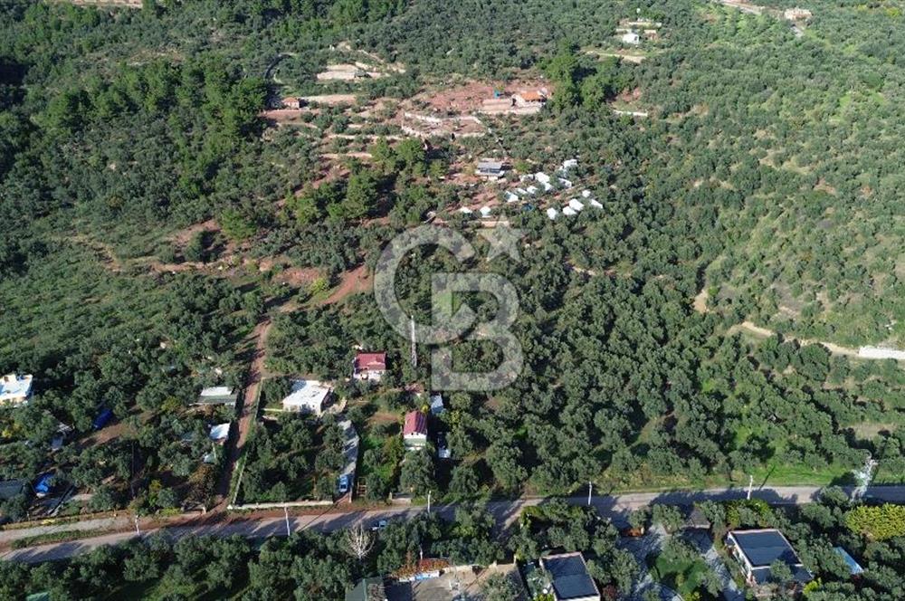 Çanakkale Ayvacık Ahmetçe Köyü 537 Metre Satılık Zeytinlik