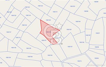 ACİL! TEKİRDAĞ ŞARKÖY HOŞKÖYDE 3484 m² ZEYTİN BAHÇESİ