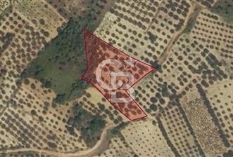 ACİL! TEKİRDAĞ ŞARKÖY HOŞKÖYDE 3484 m² ZEYTİN BAHÇESİ - 2 - 315077