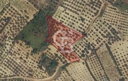 ACİL! TEKİRDAĞ ŞARKÖY HOŞKÖYDE 3484 m² ZEYTİN BAHÇESİ