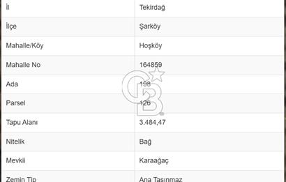ACİL! TEKİRDAĞ ŞARKÖY HOŞKÖYDE 3484 m² ZEYTİN BAHÇESİ
