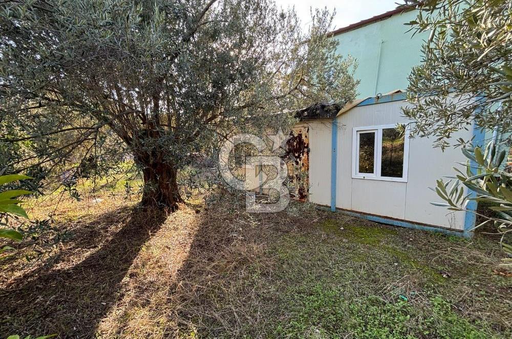 Çanakkale Ayvacık Ahmetçe Köyü 537 Metre Satılık Zeytinlik