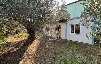 Çanakkale Ayvacık Ahmetçe Köyü 537 Metre Satılık Zeytinlik