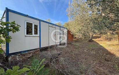 Çanakkale Ayvacık Ahmetçe Köyü 537 Metre Satılık Zeytinlik