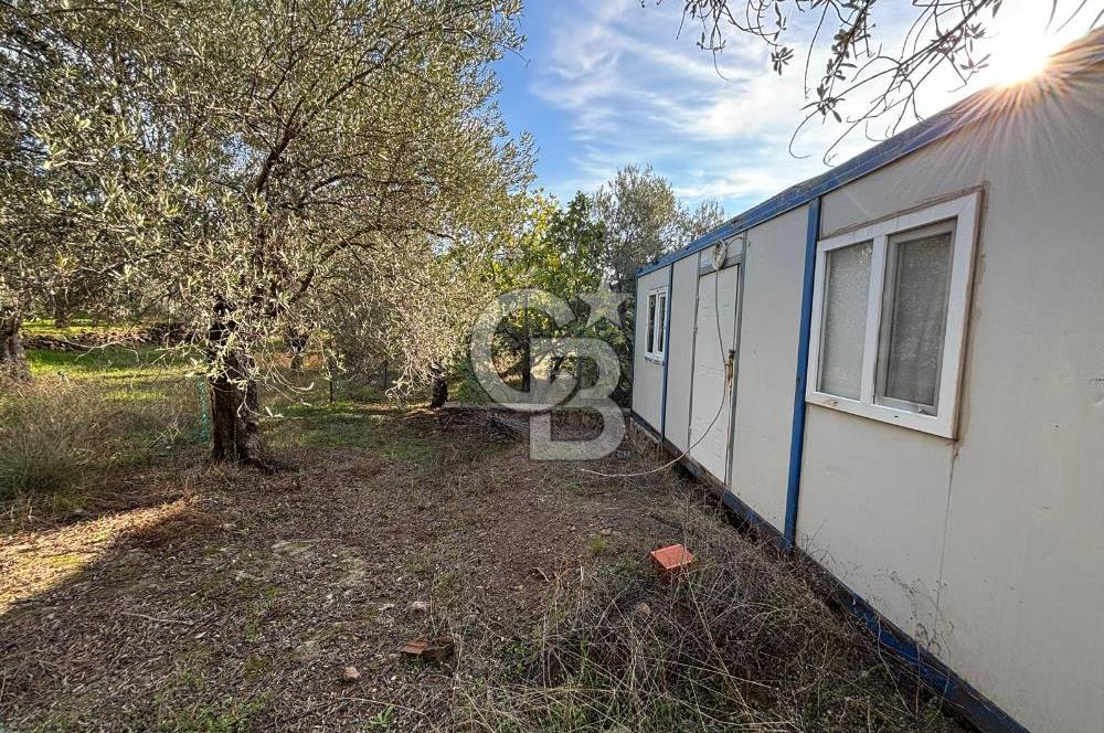 Çanakkale Ayvacık Ahmetçe Köyü 537 Metre Satılık Zeytinlik