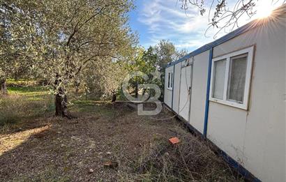 Çanakkale Ayvacık Ahmetçe Köyü 537 Metre Satılık Zeytinlik